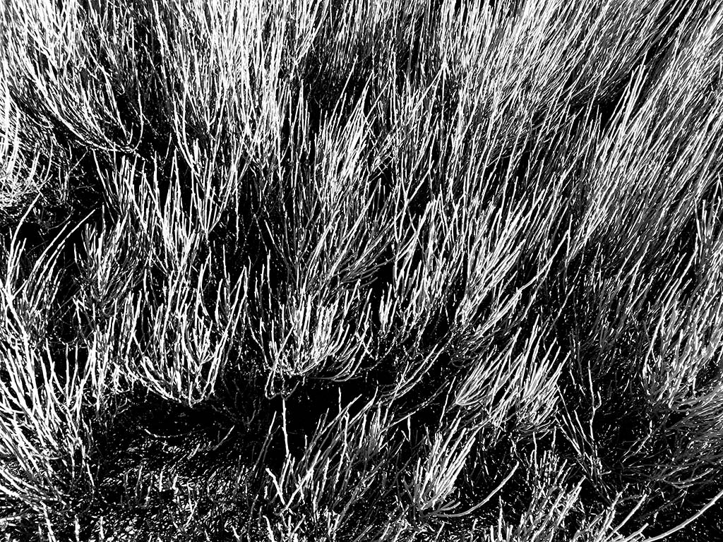 ornamentale studie sträucher